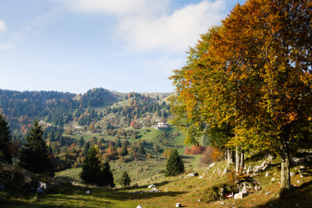 Trees in autumn season background. Beauty in nature. Autumn lansdscapeの写真素材