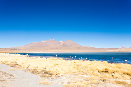Laguna Canapa landscape,Bolivia. Beautiful bolivian panorama. Blue water lagoonの写真素材