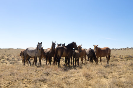 Horses breeding in Mangystau, Torish area, Kazakhstan. Herd of horses