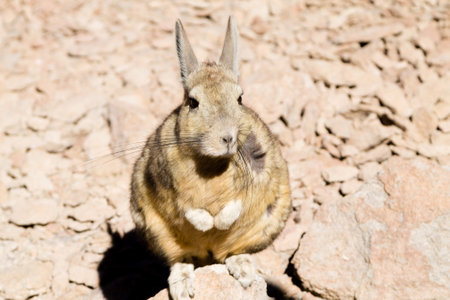 Southern viscacha from Bolivia. Bolivian wildlifeの写真素材