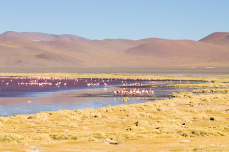 Laguna Colorada flamingos, Bolivia. Puna flamingo. Andean wildlife. Red lagoonの写真素材