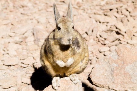 Southern viscacha from Bolivia. Bolivian wildlife