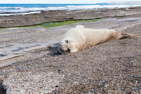 Elephant seal on beach close up, Patagonia, Argentina.  Isla Escondida beach. Argentinian wildlifeの写真素材