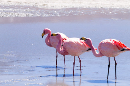 Laguna Hedionda flamingos, Bolivia.  Andean wildlife. Bolivian lagoonの写真素材