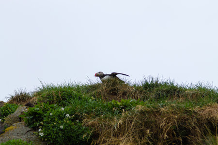 Atlantic puffin from Borgarfjordur fjord, east Iceland. Iceland wildlife. Common puffin. Fratercula arcticaの写真素材