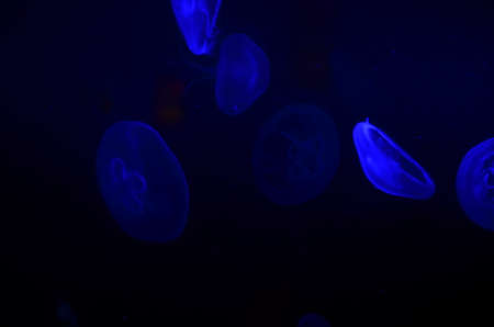 Blue Meduzas swimming in the sea