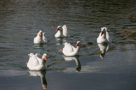 Gooses while swimming in a small lake of Creteの写真素材