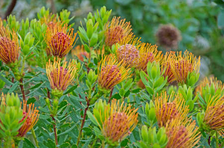 Red orange flowers in a deutsch gardenの写真素材