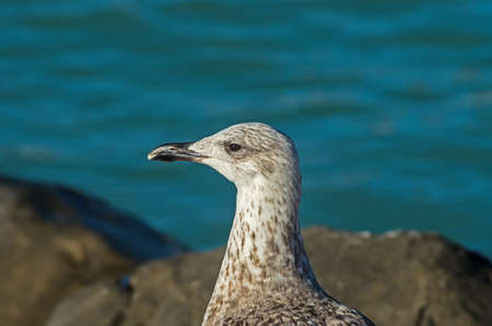 Seagull Larus Michaellis waiting for something to eat near the coast of mediterranean seaの写真素材