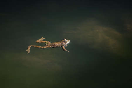 Small frog swimming and hunting long the river course