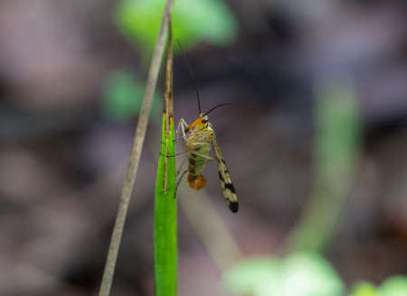 Small insect of diptera with strange long orange mouth and yellow black wings