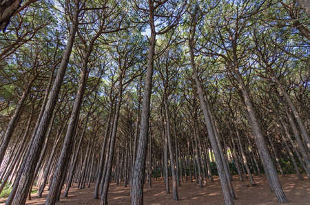 Forest of pine trees along tuscany coastの写真素材