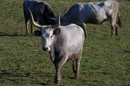 Cows of Maremmana race while grazing over a green prairie.の写真素材