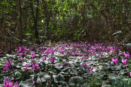Cyclamens blossoming under the forest of pines threesの写真素材