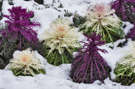 Some ornamental cabbage partially covered by the snowの写真素材