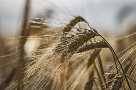 Fields of ripe wheat before threshing under the Tuscany sunの写真素材