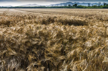 Fields of ripe wheat before threshing under the Tuscany sunの写真素材