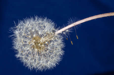 Multiple falling seeds of bright dandelion flower