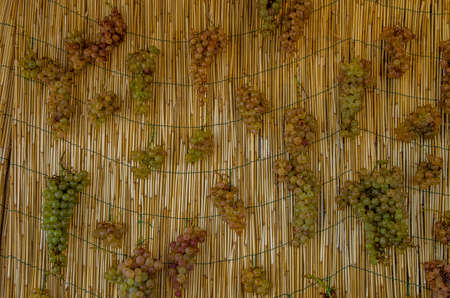Clusters of white grapes hanging to dry for the production of Vin Santo, a sweet wine to be drunk with dessertsの写真素材