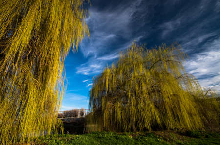 Towering weeping willow trees along the Lea Canal in London, stand out with their yellow foliage against the blue skyの写真素材