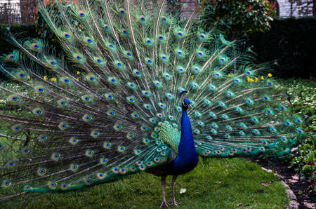 A beautiful male peacock showing its wheel in the act of courting the female, on the green grass of a public parkの写真素材