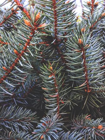 Abstract defocused of pine tree texture background, holiday background decoration, christmas tree...