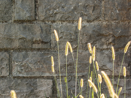 green ears of corn on a stone wallの写真素材