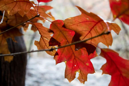 Orange and red fall leaves, wet from rain.の写真素材