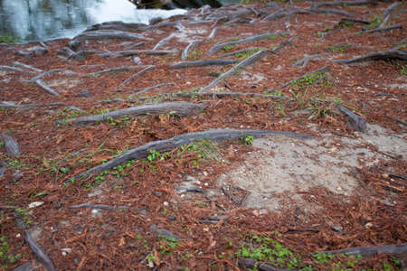Tree roots cris-cross on the forest floor on a cold fall day.