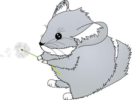 Chinchilla holding dandelion isolatedの写真素材