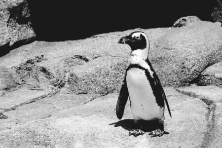 African Penguinの写真素材