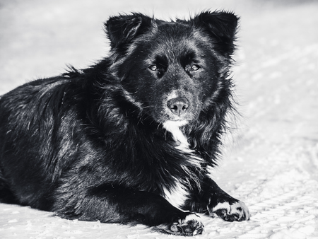 A stray dog lies on the snow monochrome photo. Homelessness, loneliness, hunger.の写真素材