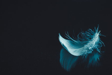 Feather on black mirrored surface background. Concept of inspiration lightness tendernessの写真素材