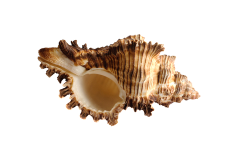 Brown sea shell isolated on white background