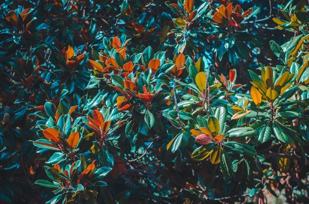 Magnolia tree leaves colorful horizontal summer orange green blue botanical backgroundの写真素材