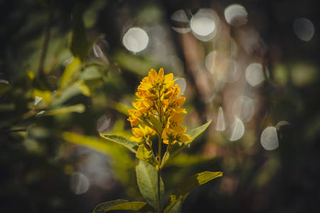 Yellow blooming lysimachia vulgaris on bokeh background horizontalの写真素材