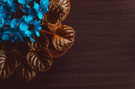 Blue viola flowers with leaves on dark wooden background. Beautiful floral backdrop with copy spaceの写真素材