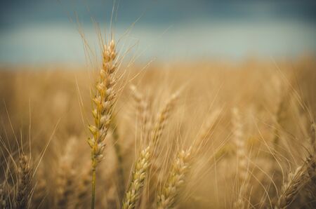 Close-up spikelet of a rye on the field on a sunny day. Seasonal rural background