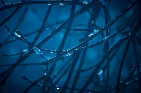 Branches of tree covered with snow in the frosty winter evening. Deep blue natural abstract backgroundの写真素材