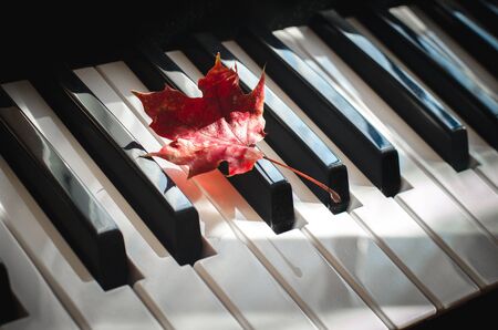 Red maple leaf lays on the piano keyboard on a sunny day. Concept of musical inspiration