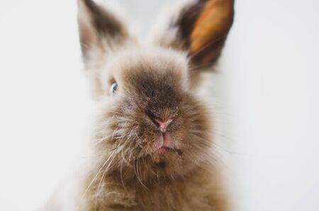 A close-up portrait of a funny cute rabbit on light background with copy space. Concept of symbol of...