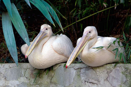 Great white pelican (Pelecanus onocrotalus). Two pelicans with long beaks.の写真素材