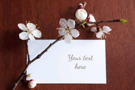 Blossoming tree brunch with spring white flowers on wooden background in rustic styleの写真素材