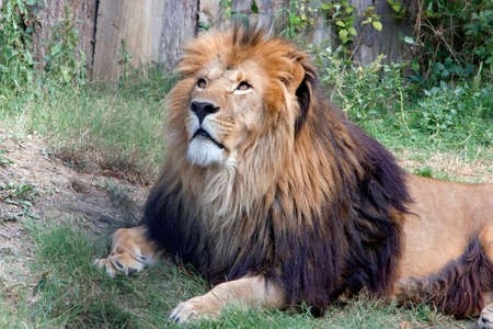 Big lion in the Zoo. Animal predator photo.の写真素材