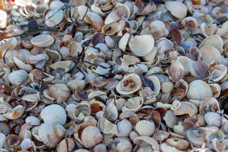 Cockleshell background with selective focused. Nature cockleshell photo.
