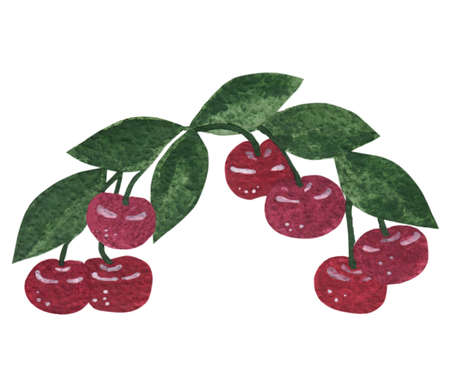Cherry with leaf watercolor hand draw  illustration. Cherry fruit branch, cherries watercolor isolated.Watercolor fruit.の写真素材
