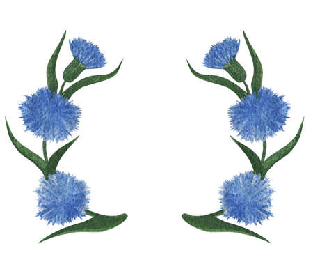 Blue cornflower flowers watercolor floral pattern. Cornflower tile for wallpaper, card or fabric. Watercolor wildflower.の写真素材