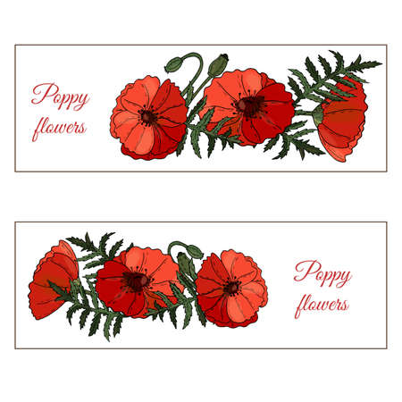 Floral banner with Poppy flowers, buds and leaves on white background. Botanical design of wedding invitation template, postcards, banners, posters, templates, seasonal sales.のイラスト素材