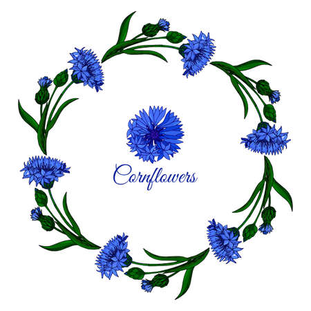 Floral frame with cornflower, buds and leaves on white background. Botanical design of wedding invitation template, postcards, banners, posters, templates, seasonal sales, bridal wreath.のイラスト素材