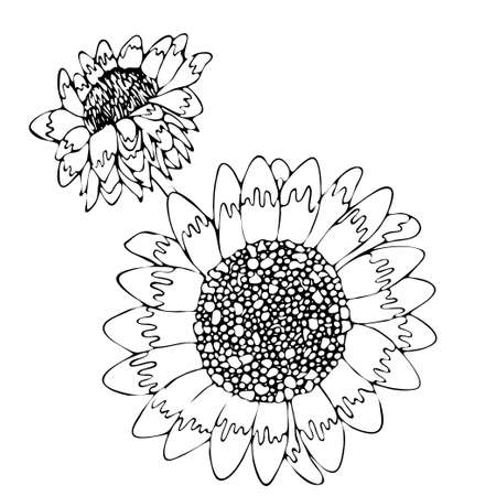 Floral coloring template with black line flower. Printable coloring book pages. Coloring sheets. Botanical design of wedding invitation, postcards, posters, templates, bridal card. Coloring pages.のイラスト素材
